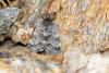 Orenaia sp.
